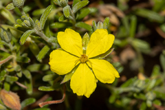 Hibbertia australis