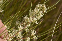 Hakea microcarpa