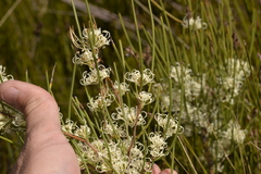 Hakea microcarpa