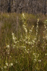 Hakea microcarpa