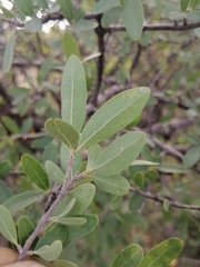 Forestiera phillyreoides