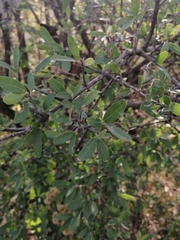 Forestiera phillyreoides