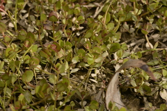 Gonocarpus micranthus