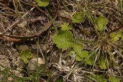 Hydrocotyle hirta