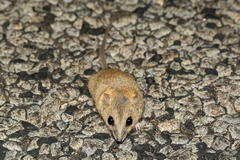 Sminthopsis macroura