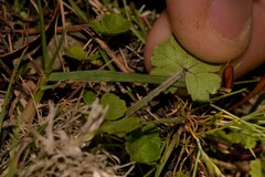 Hydrocotyle hirta