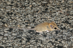 Sminthopsis macroura