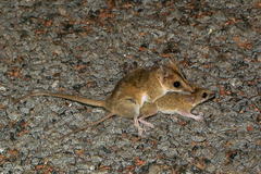 Sminthopsis macroura