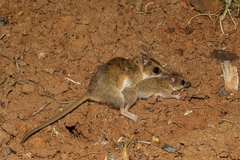 Sminthopsis macroura