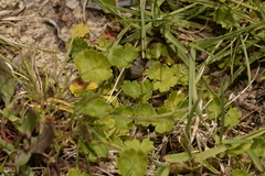 Hydrocotyle hirta