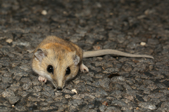 Sminthopsis macroura