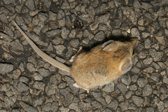 Sminthopsis macroura