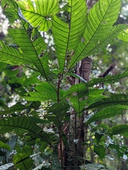 Carpotroche longifolia