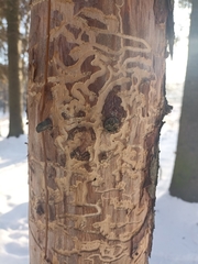 Scolytus