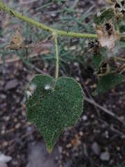 Allowissadula holosericea