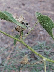 Allowissadula holosericea