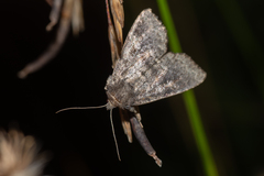 Parastichtis suspecta