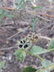 Allowissadula holosericea