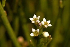 Choretrum pauciflorum