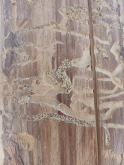 Scolytus