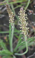 Plantago gaudichaudii