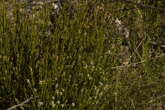 Choretrum pauciflorum