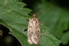 Agonopterix heracliana