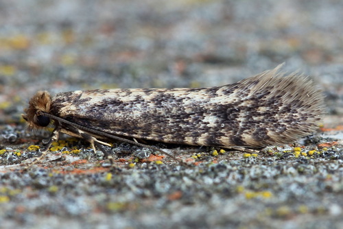 Cephimallota colonella