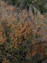 Mimosa monancistra