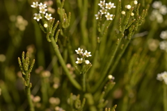 Choretrum pauciflorum