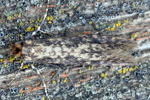 Cephimallota colonella
