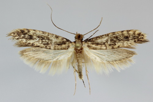 Cephimallota colonella