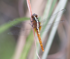 Rhodothemis