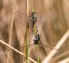 Orthetrum sabina