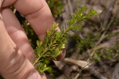 Dillwynia phylicoides