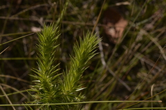 Melichrus urceolatus