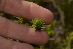 Melichrus urceolatus