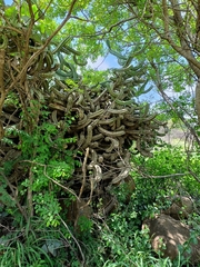 Myrtillocactus geometrizans