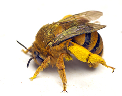 Amegilla bombiformis