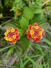 Lantana camara