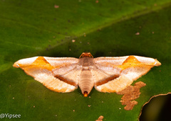 Calindoea elongatalis