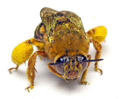 Amegilla bombiformis