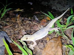 Hemidactylus platyurus