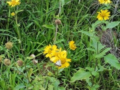 Verbesina encelioides