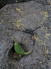 Proboscidea louisianica