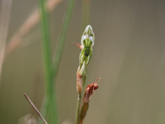 Pterostylis pusilla