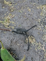 Proboscidea louisianica