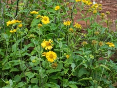 Verbesina encelioides