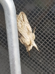 Ecnomodes sagittaria