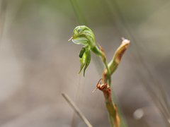 Pterostylis pusilla